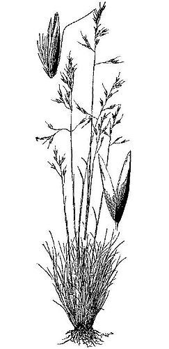 Calamagrostis breweri